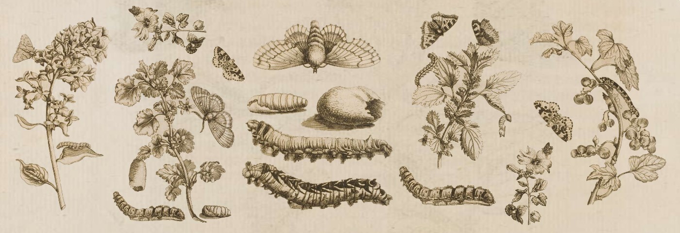 Historische Grafik, die die Metamorphose von Schmetterlingen abbildet (Raupe, Puppe, Imago)
