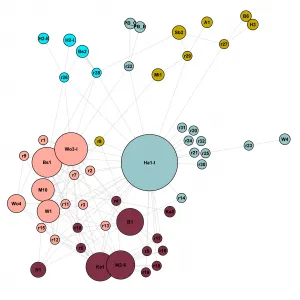 Ausschnitt aus Abbildung 6 des Beitrags, zeigt: Graph des Überlieferungsnetzes von Ha1-I. Ausschnitt der über Parallelrezepte verbundenen Knoten. Force Atlas Layout. Knoten nach Modularity Class gefärbt.